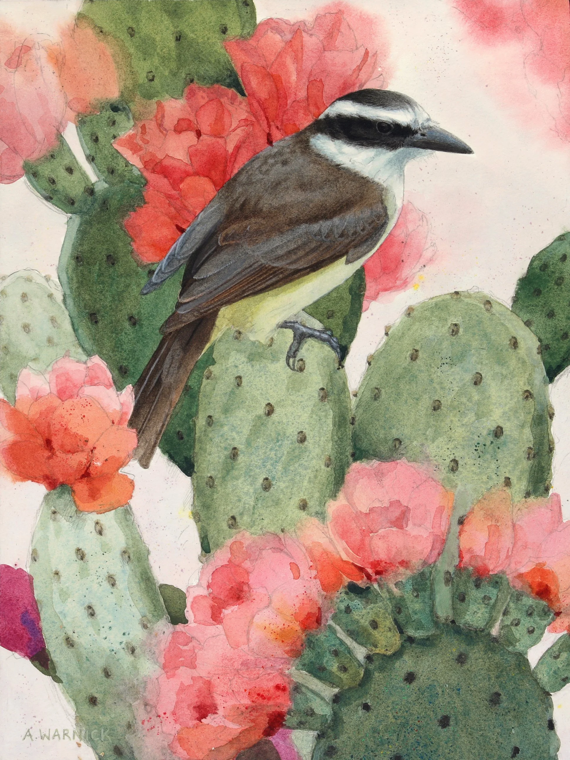 Great Kiskadee 2.jpeg