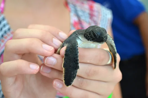 Cayman Turtle Farm (Cayman Islands)