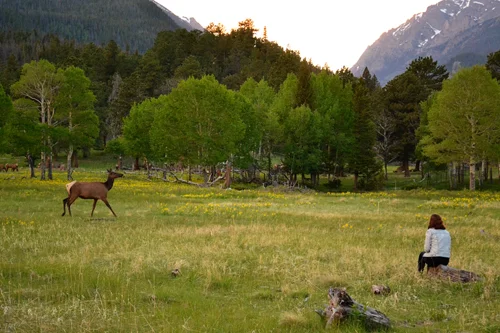 Taylor and the elk in Rocky Mountain National Park