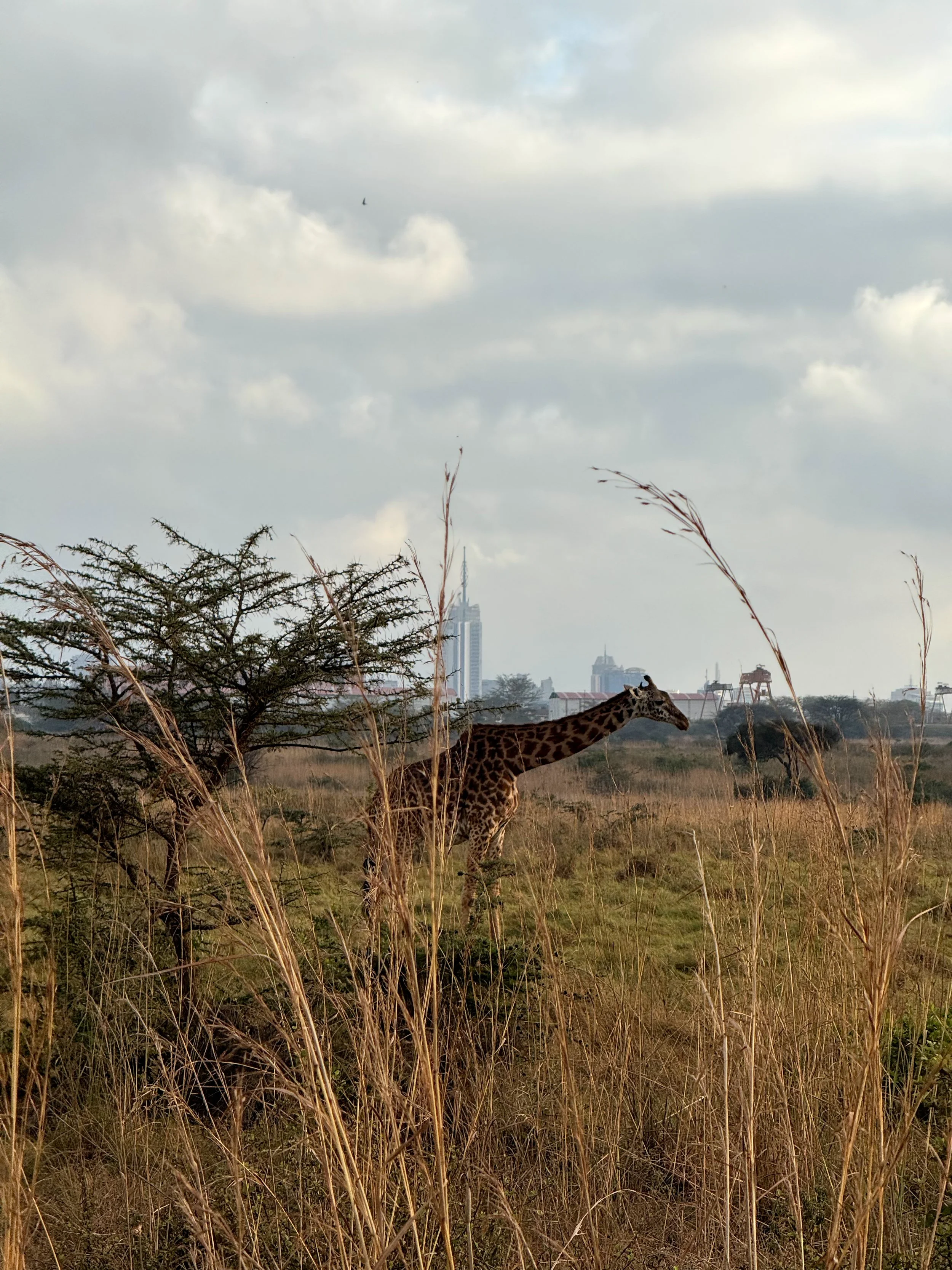 A giraffe with the view of Nairobi in the background at Nairobi National Park