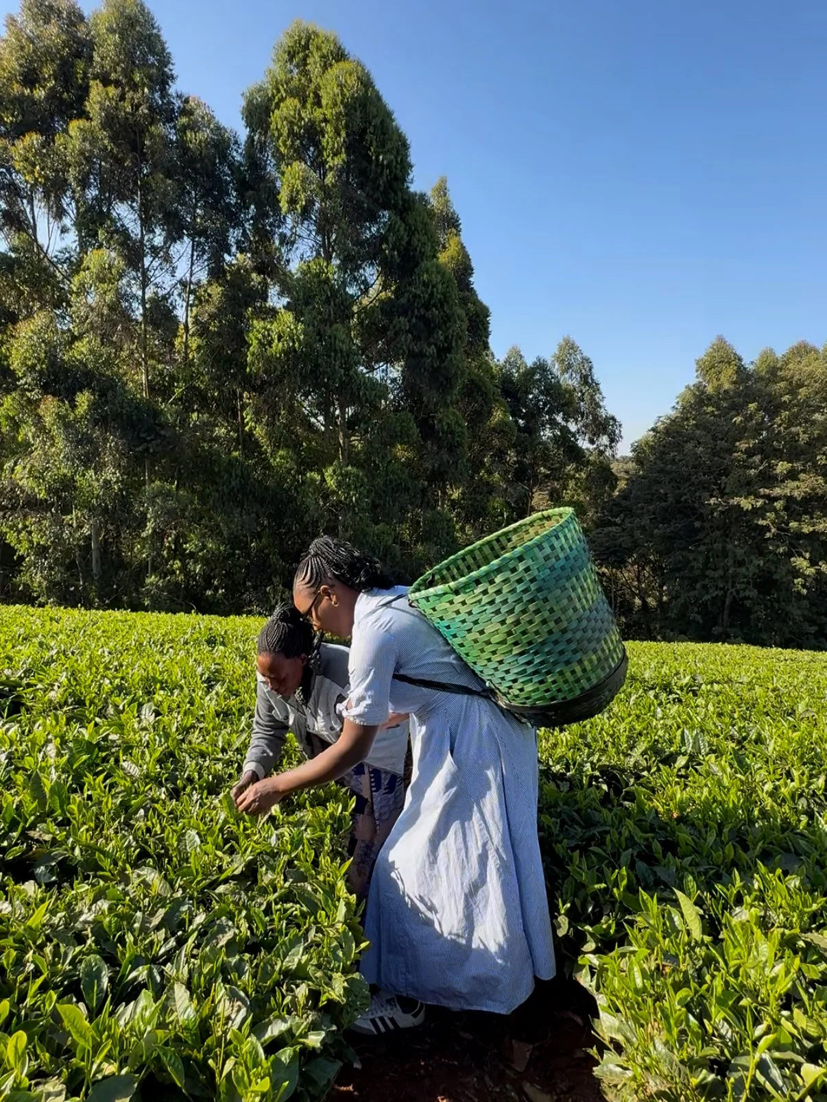 Kris in Ravenswood Tea Farm picking tea leaves in Tigoni Kenya