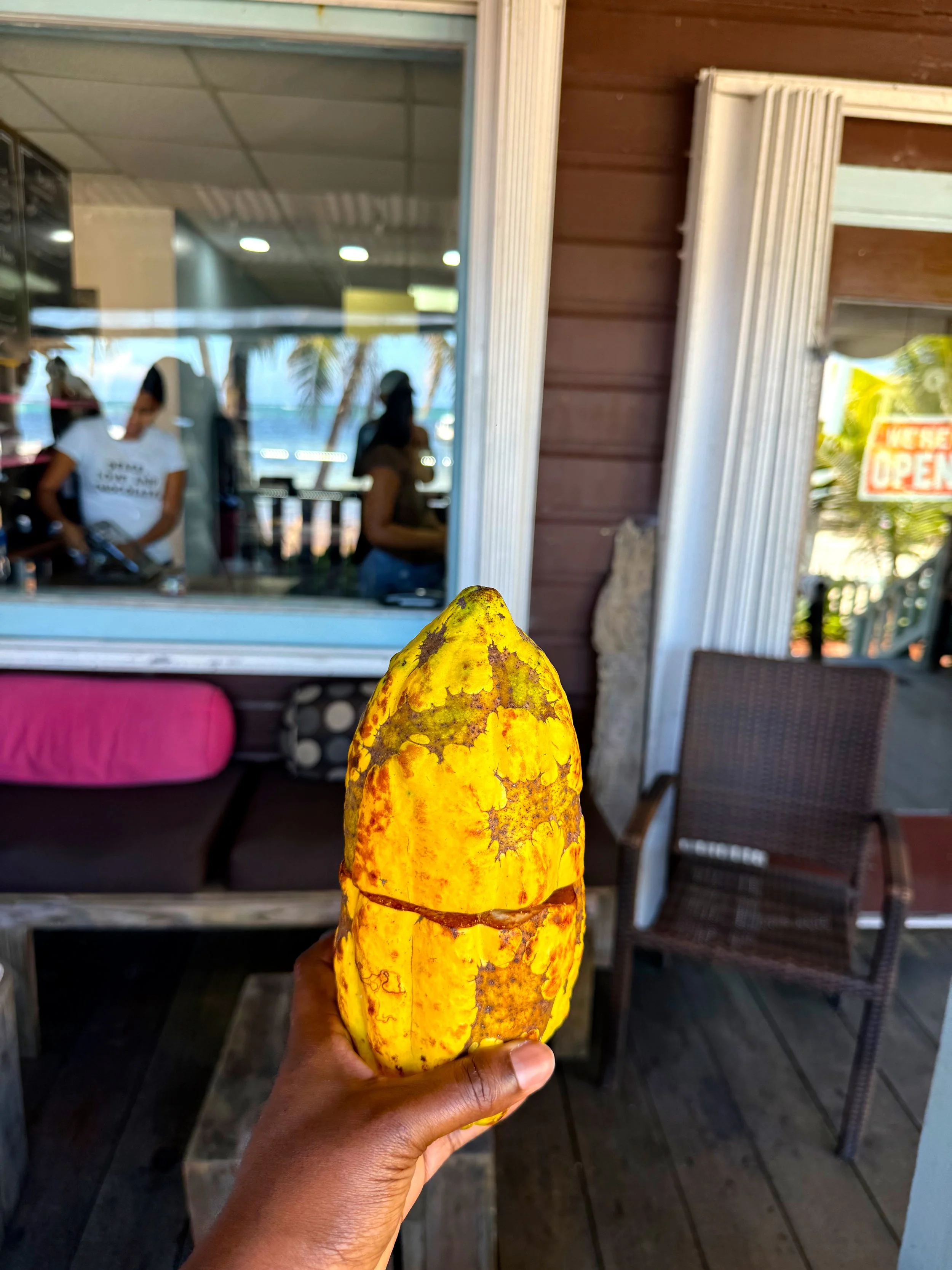 Picture of a cacao fruit in Belize Chocolate Company, San Pedro, Belize
