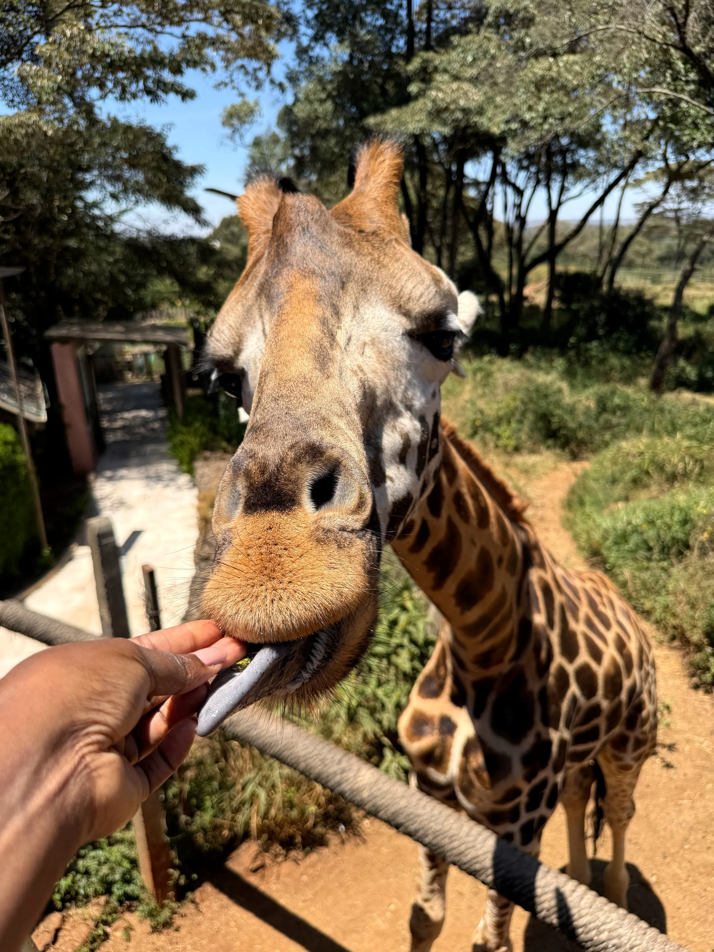 Kris feeding Eddie, the giraffe at the Giraffe Center in Nairobi, Kenya