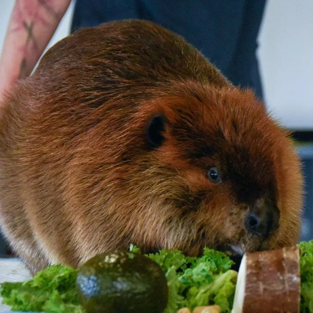 Nibi the Beaver and Upcoming Events!