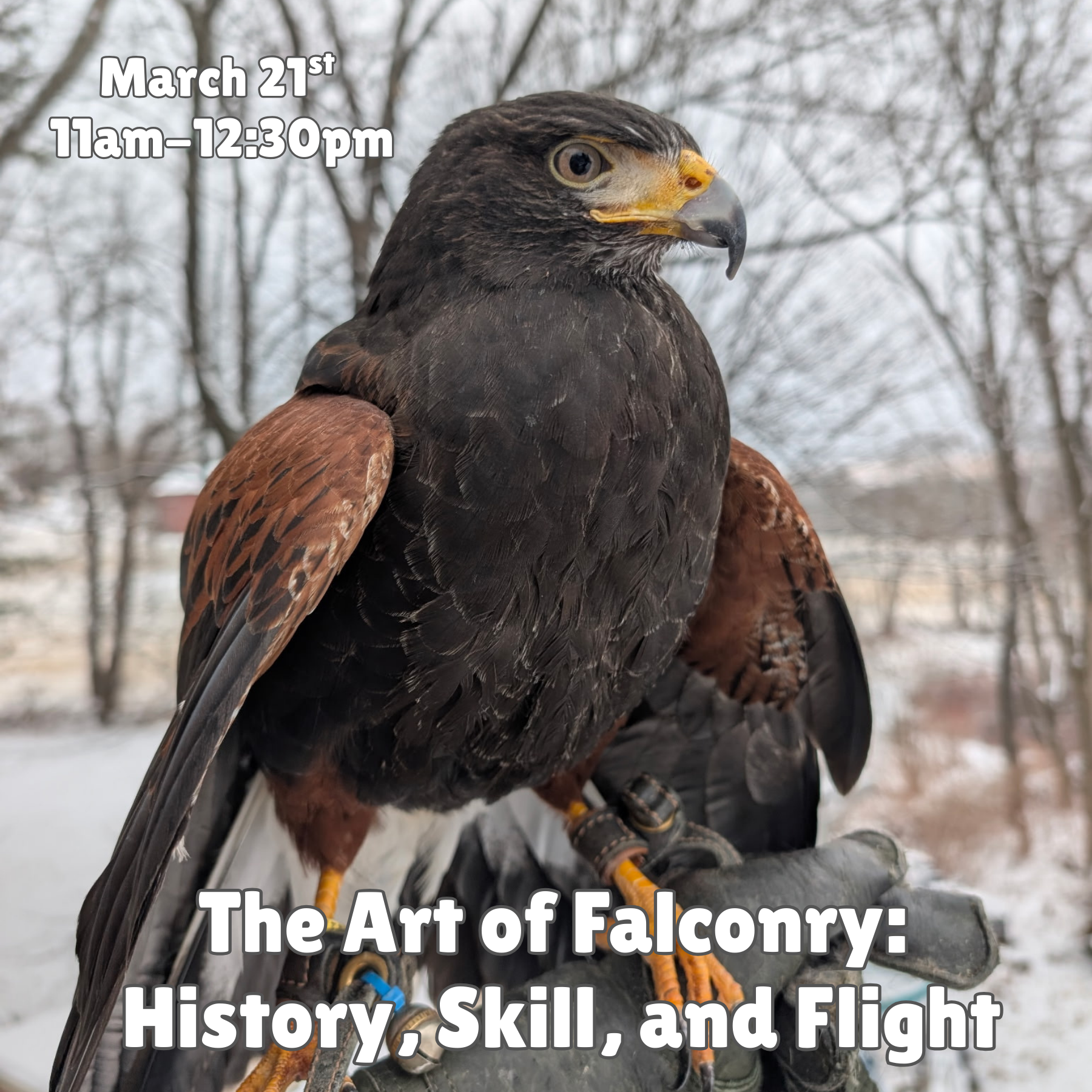 The Art of Falconry: History, Skill, and Flight