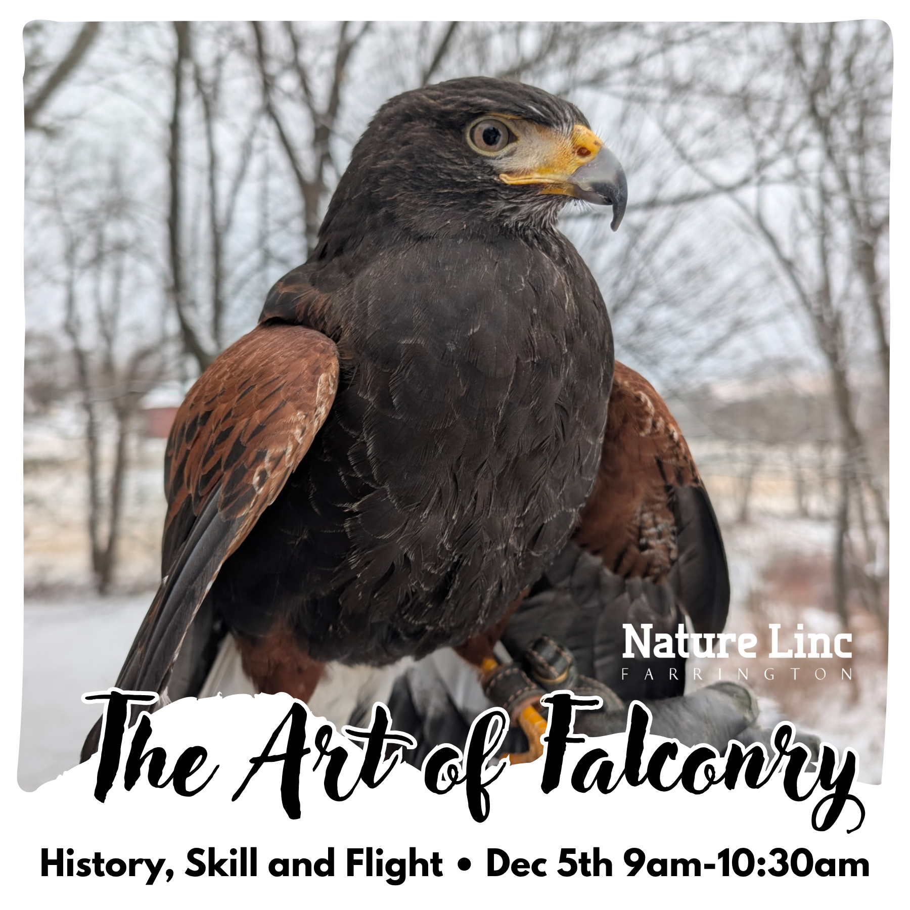 The Art of Falconry: History, Skill and Flight