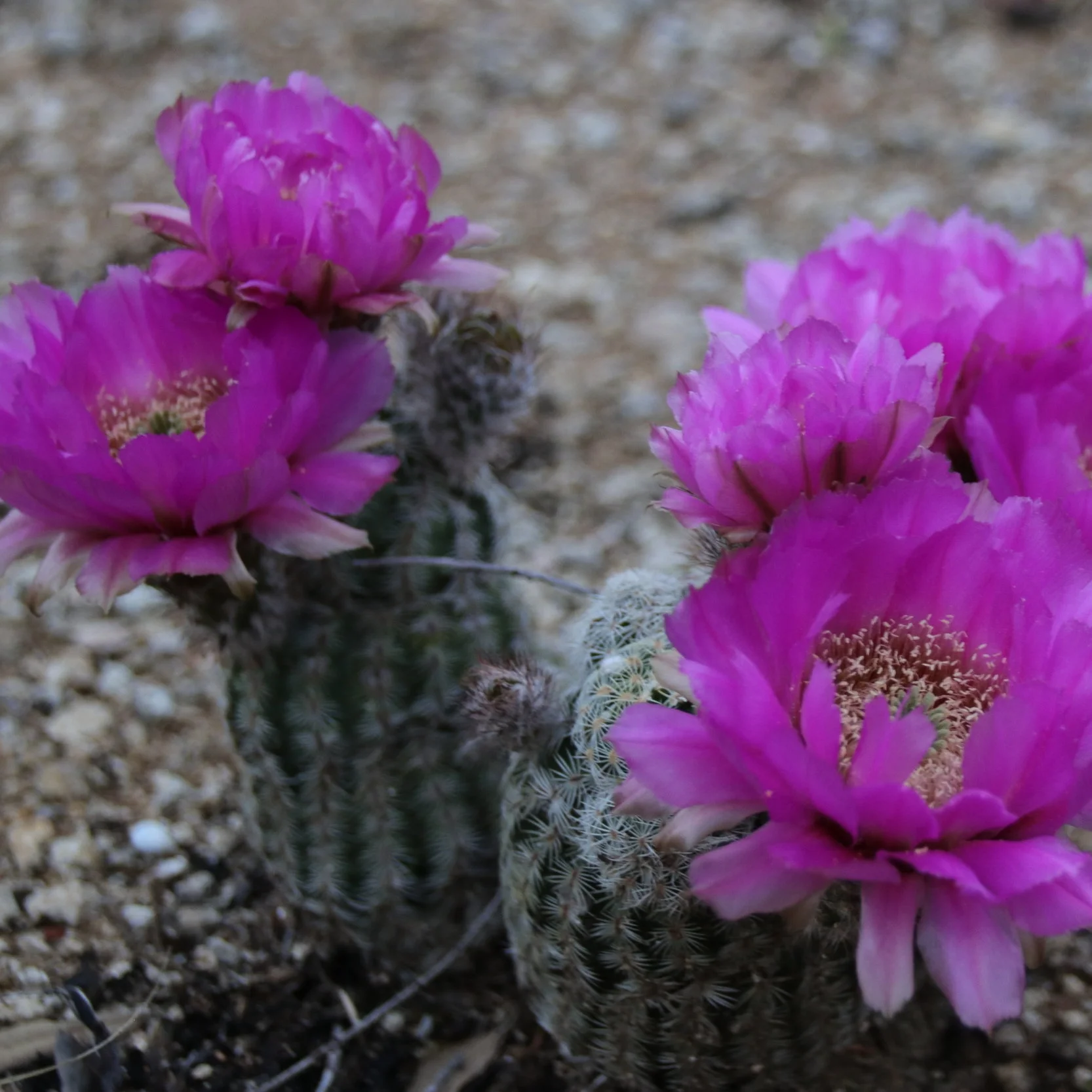 Skybox Cabins, Unique Cabins, Treehouse in Glen Rose TX