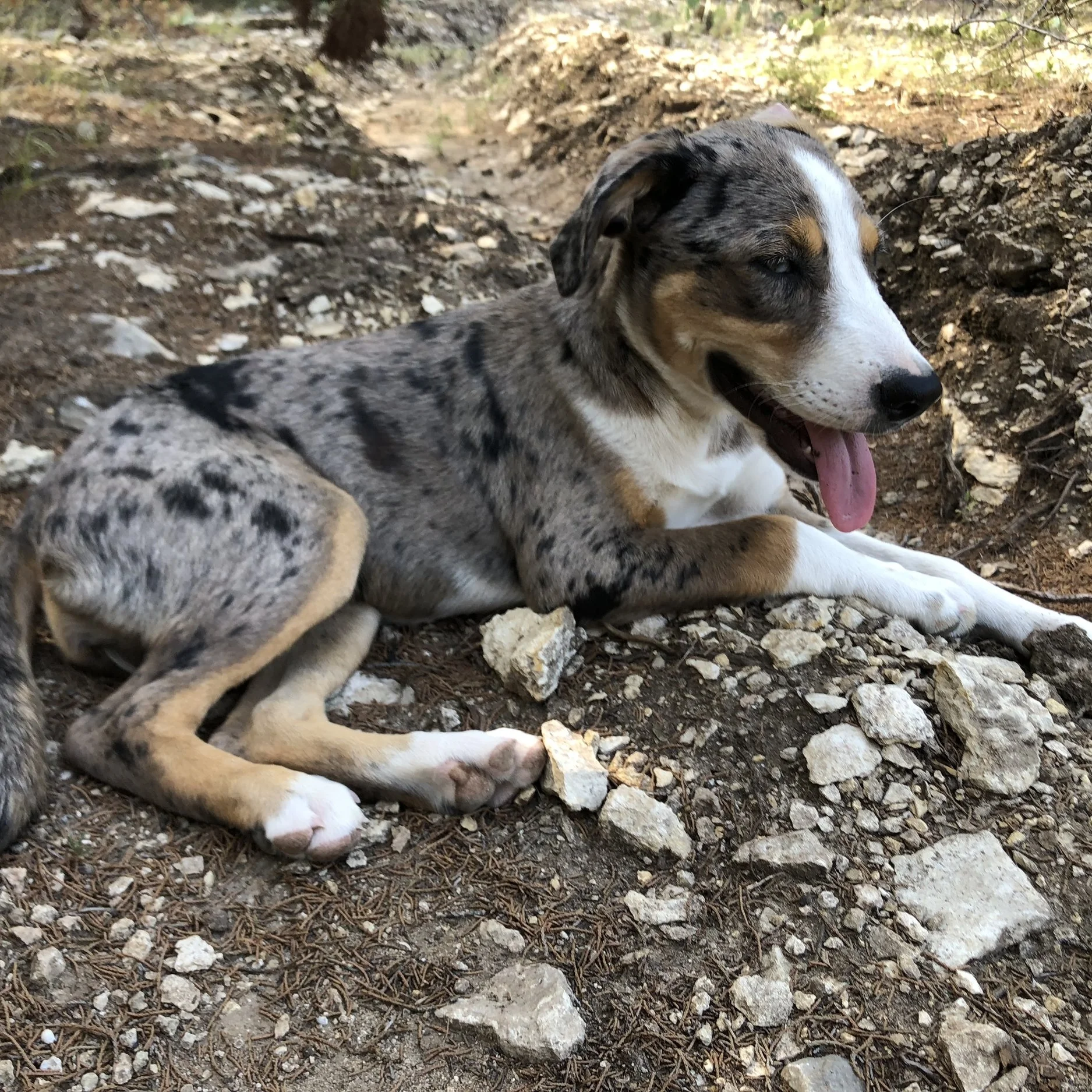 Skybox Cabins, Unique Cabins, Treehouse in Glen Rose TX