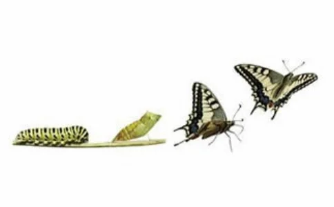 butterfly-change-metamorphosis.jpg