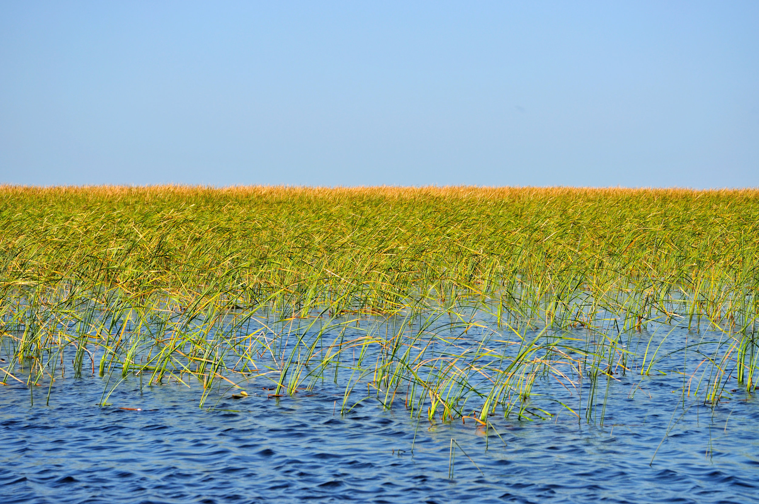 Reeds in Lake