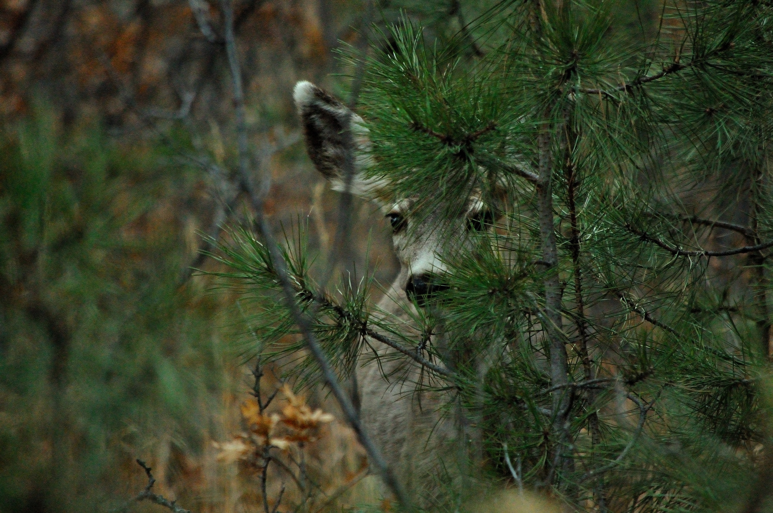 Hiding Deer