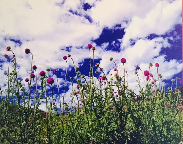 Gorgeous Wildflowers