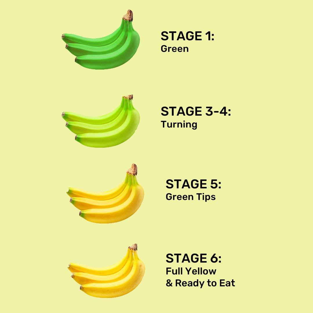 National Banana Day! Get Fresh stores bananas in a temperature-controlled, pressurized room with ideal air circulation to control ripening and distribute all stages of bananas:
item 4037 Stage 1 Green, 40lb
item 2946 Stage 3-4 Turning, 10lb
item 107 