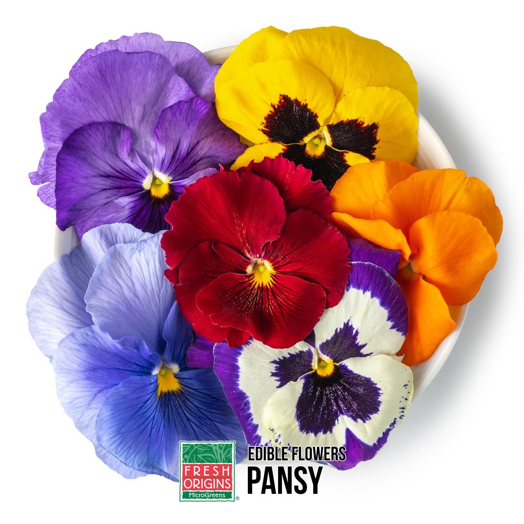 @freshoriginsmicrogreens Edible Pansies adds vibrant hues with tangy flavor and velvety texture. Culinary art that would make Mom proud. Pansies serve as favored ingredient in salads, cakes, soups, crystallized for sweet toppers, or infused into hone