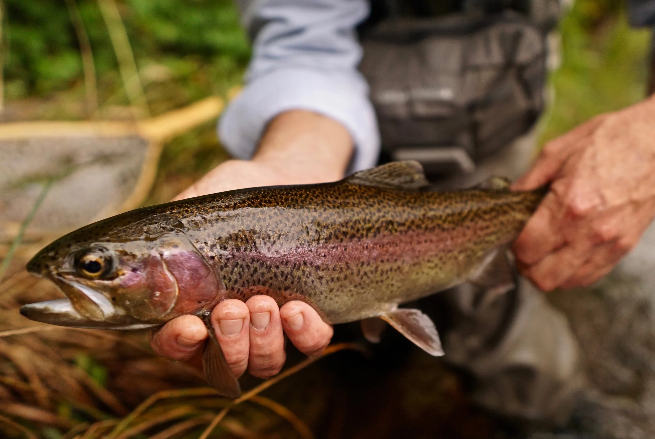 A Farmington River rainbow taking by Joe-one of Zach’s students I met while fishing the river. Joe was also using the nymphing haul as a result of spending time wit Zach.