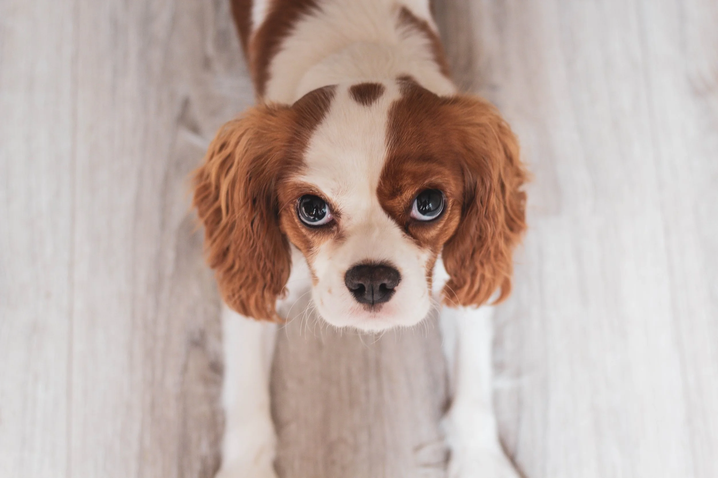 cavalier-on-hardwood.jpeg