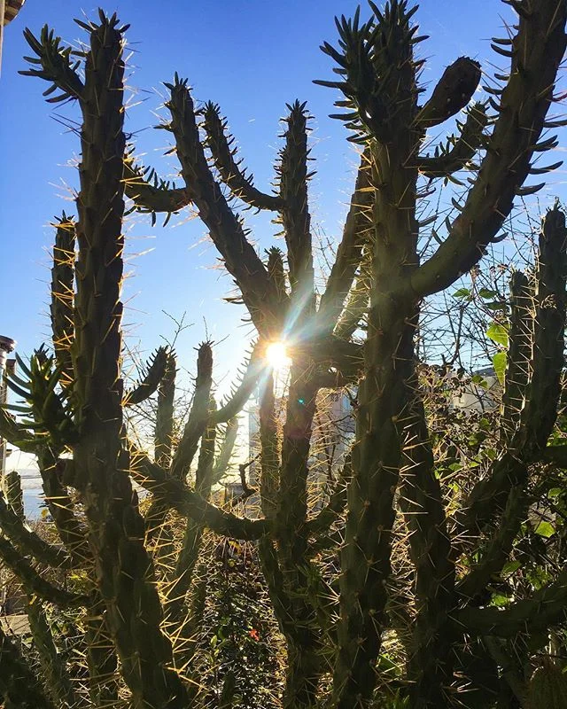 Growth can be...thorny. Here&rsquo;s a picture of a cactus for symbolism 🙄

I&rsquo;ve been doing more, trying more and achieving more than ever. But in all of my exciting new endeavors, I&rsquo;m feeling growth pains.

Pressure, exhaustion, anxiety