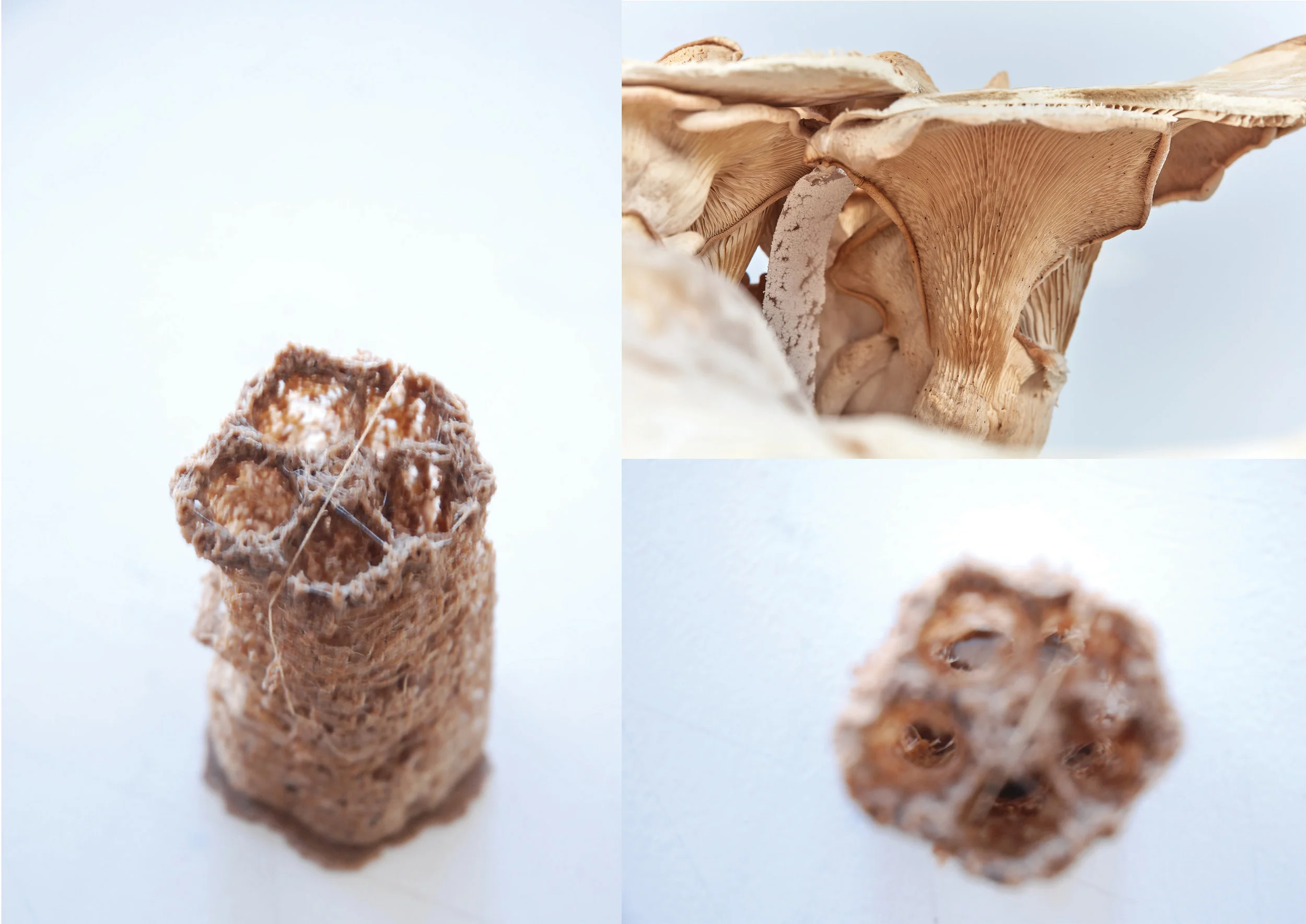 Biodegradable Scaffolds