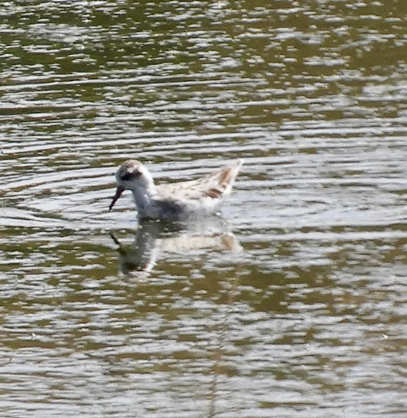 Red phalarope in non-breeding plumage. Photo by Mary Feliz