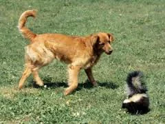 Skunk+and+Golden+Retriever.jpg