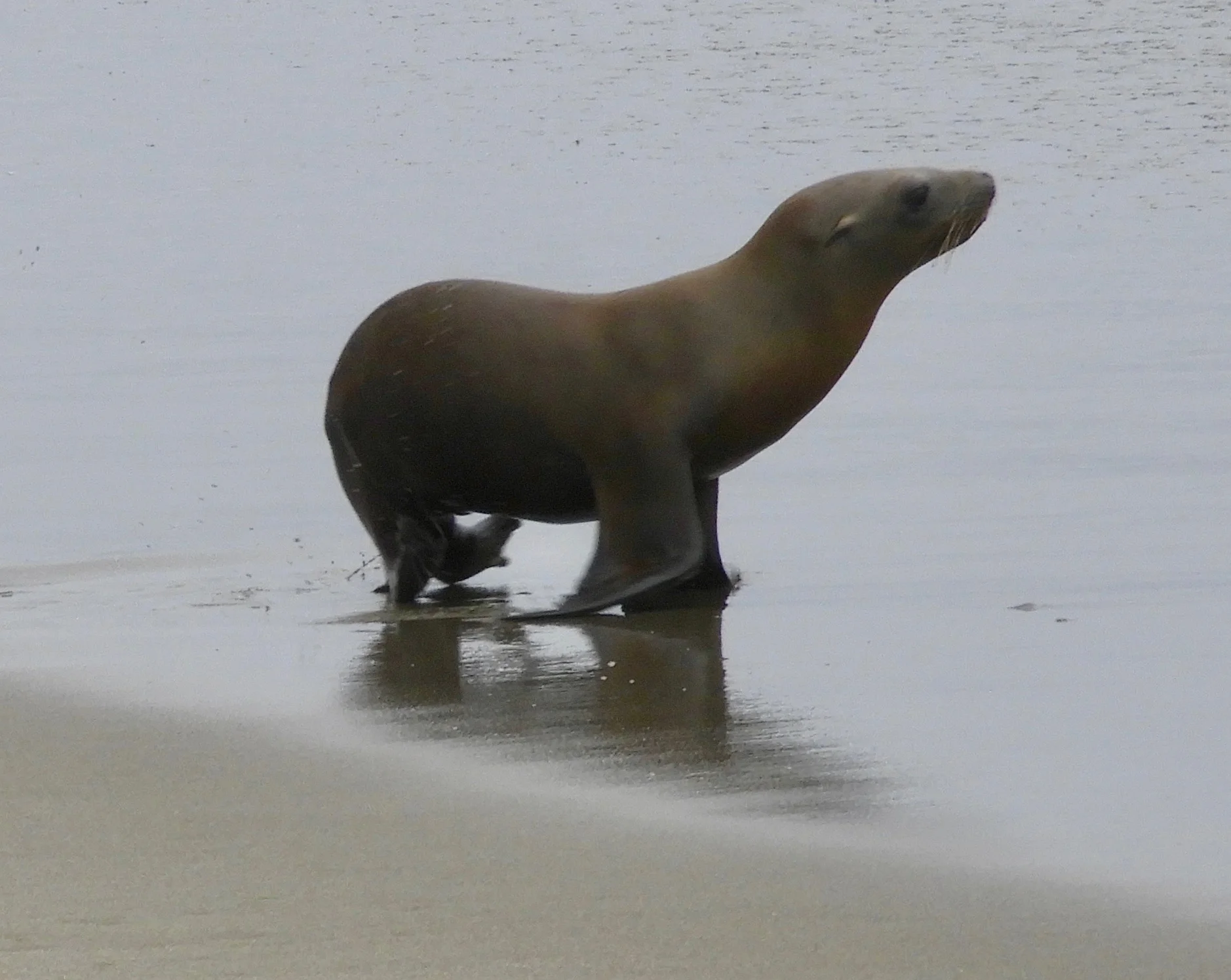 This underweight yearling California Sea Lion came ashore on a busy beach and was later picked up by the Marine Mammal Center. (Photo by Mary Feliz)