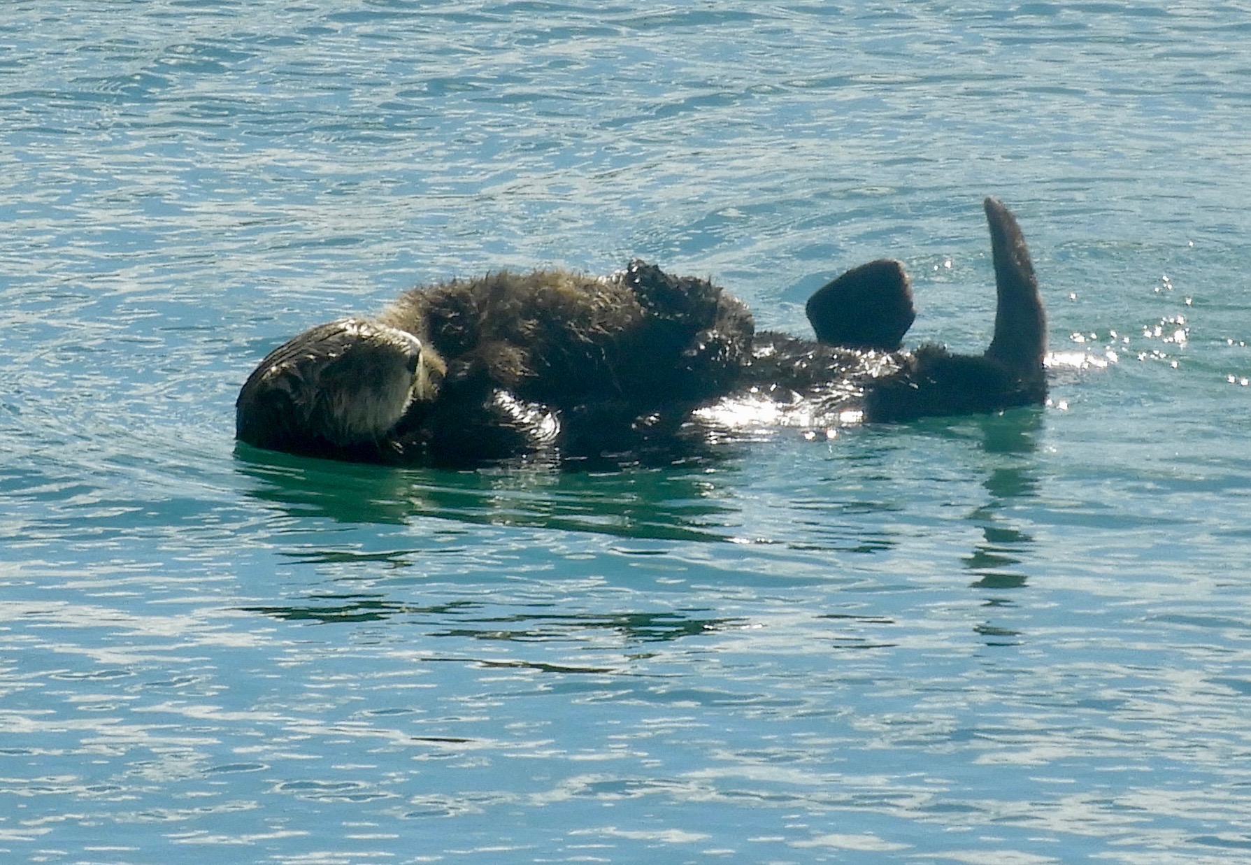 There are few things as cute and cuddly looking as a mama sea otter and her pup. But trying to snap a selfie with one is dangerous for you and for them. Stay at least 50 yards away while you use a zoom lens to get up close. (Photo by Mary Feliz)