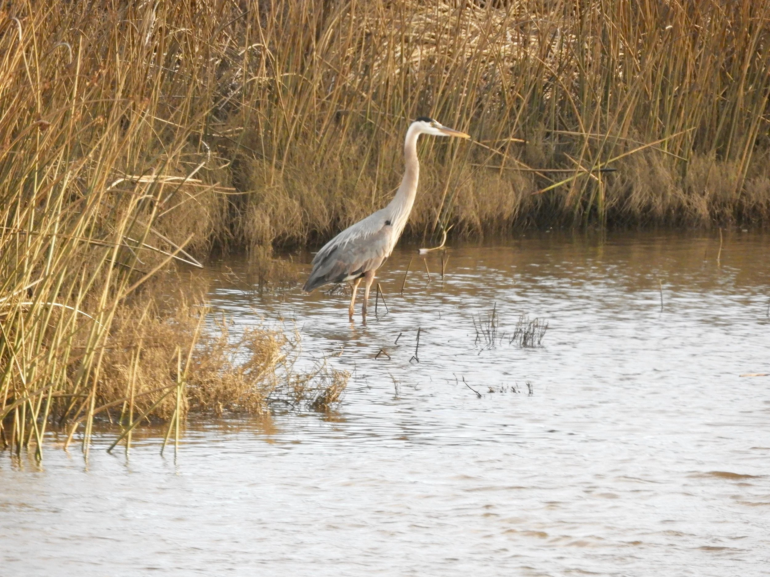Blue Heron