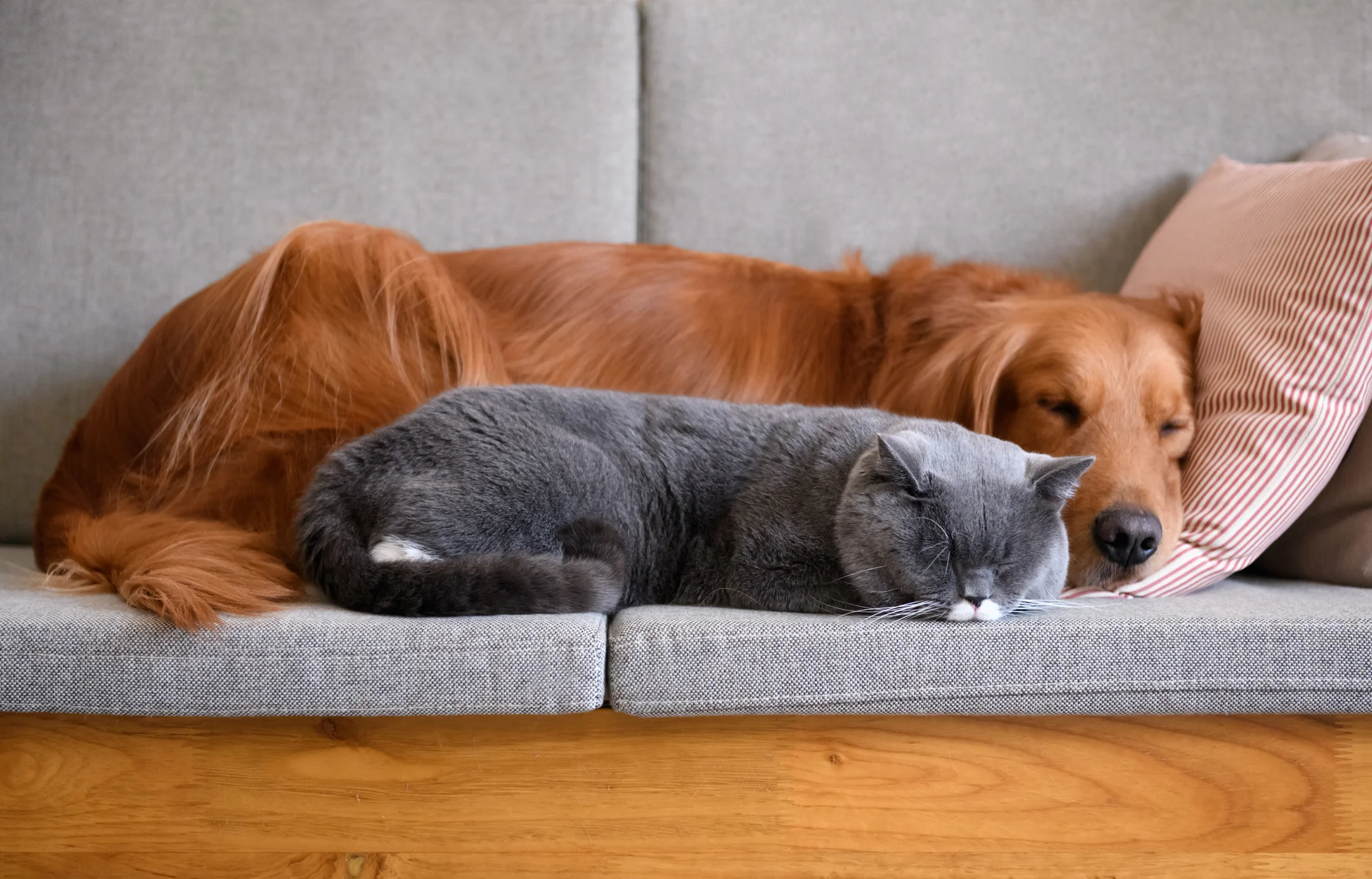 Photo by chendongshan/iStock / Getty Images