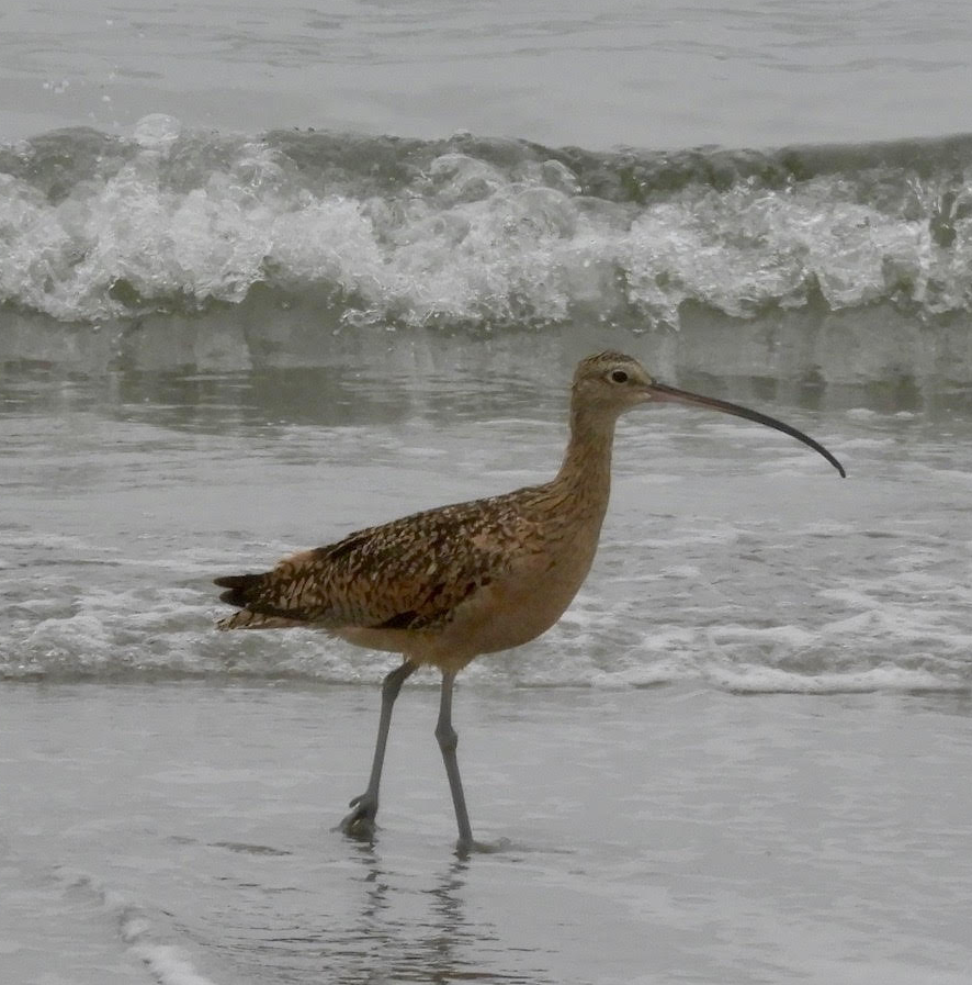 Curlew.png