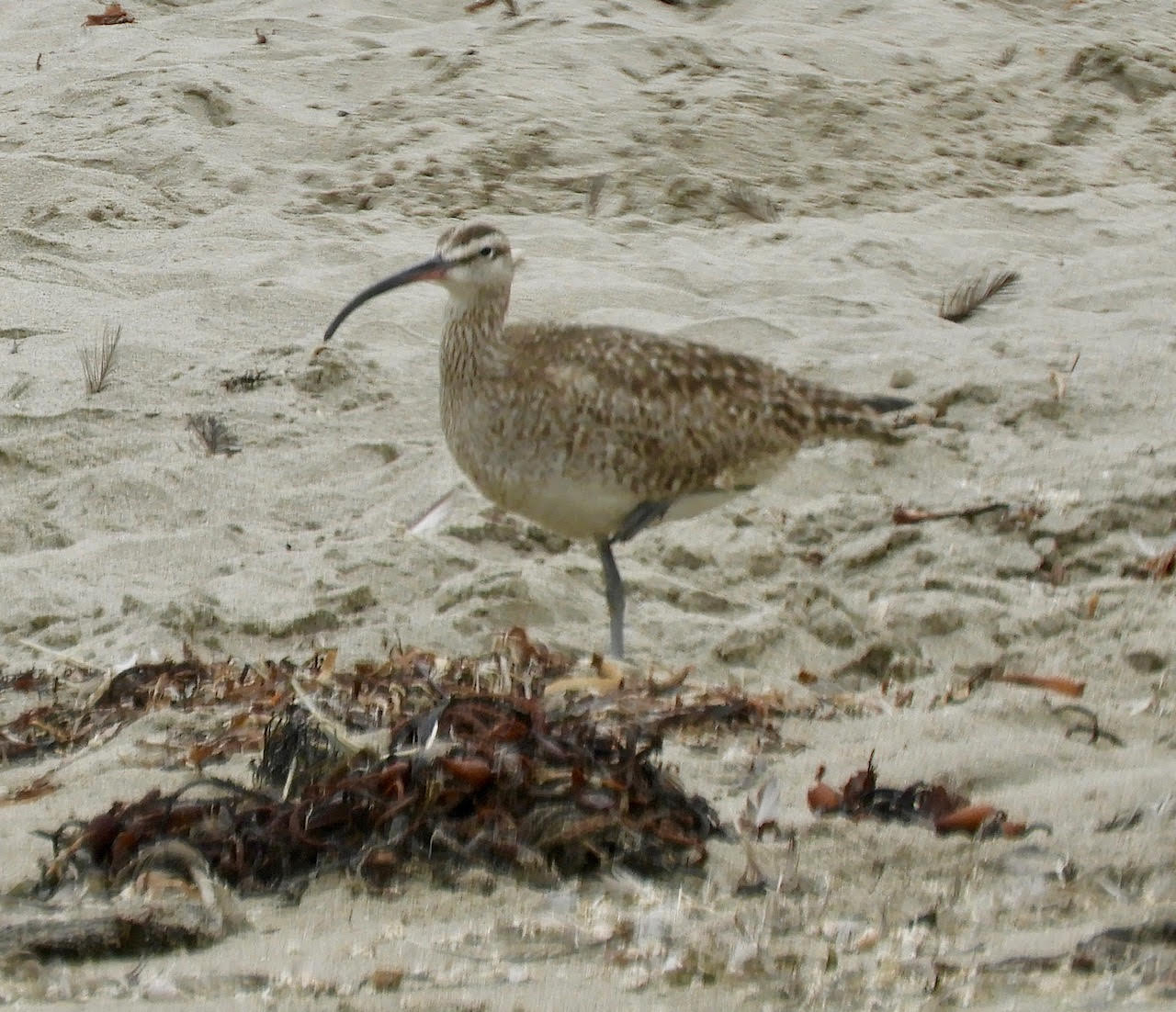 Whimbrel.jpg