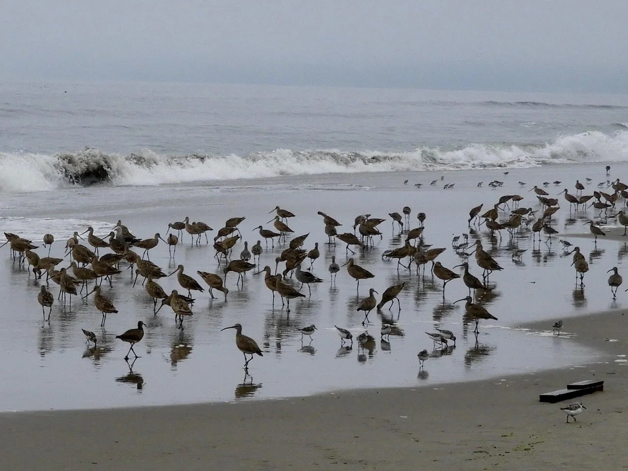 Bird from Bird: telling shorebirds apart