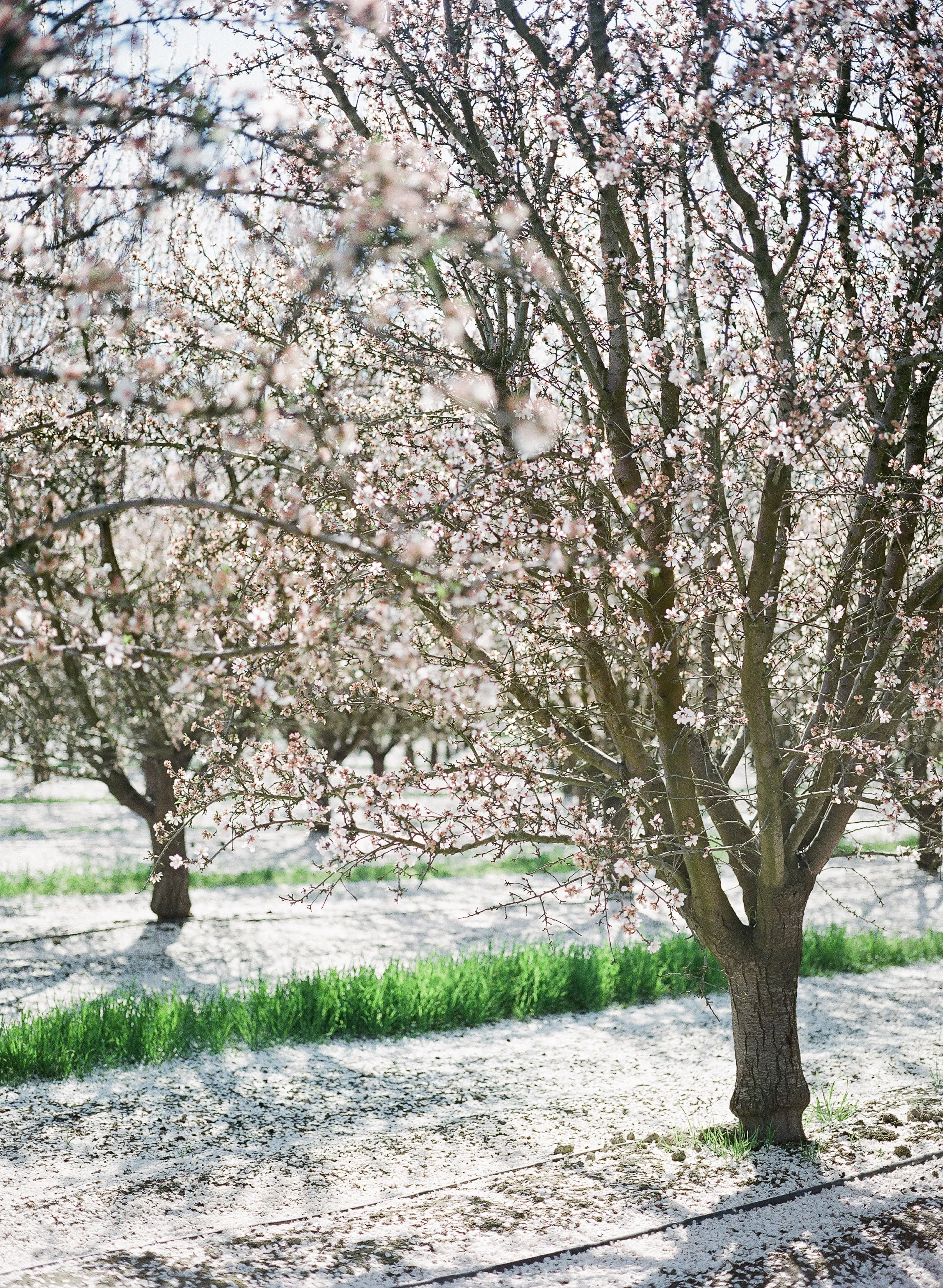 JEREMY CHOU PHOTOGRAPHY - ALMOND BLOSSOM-0044.jpg