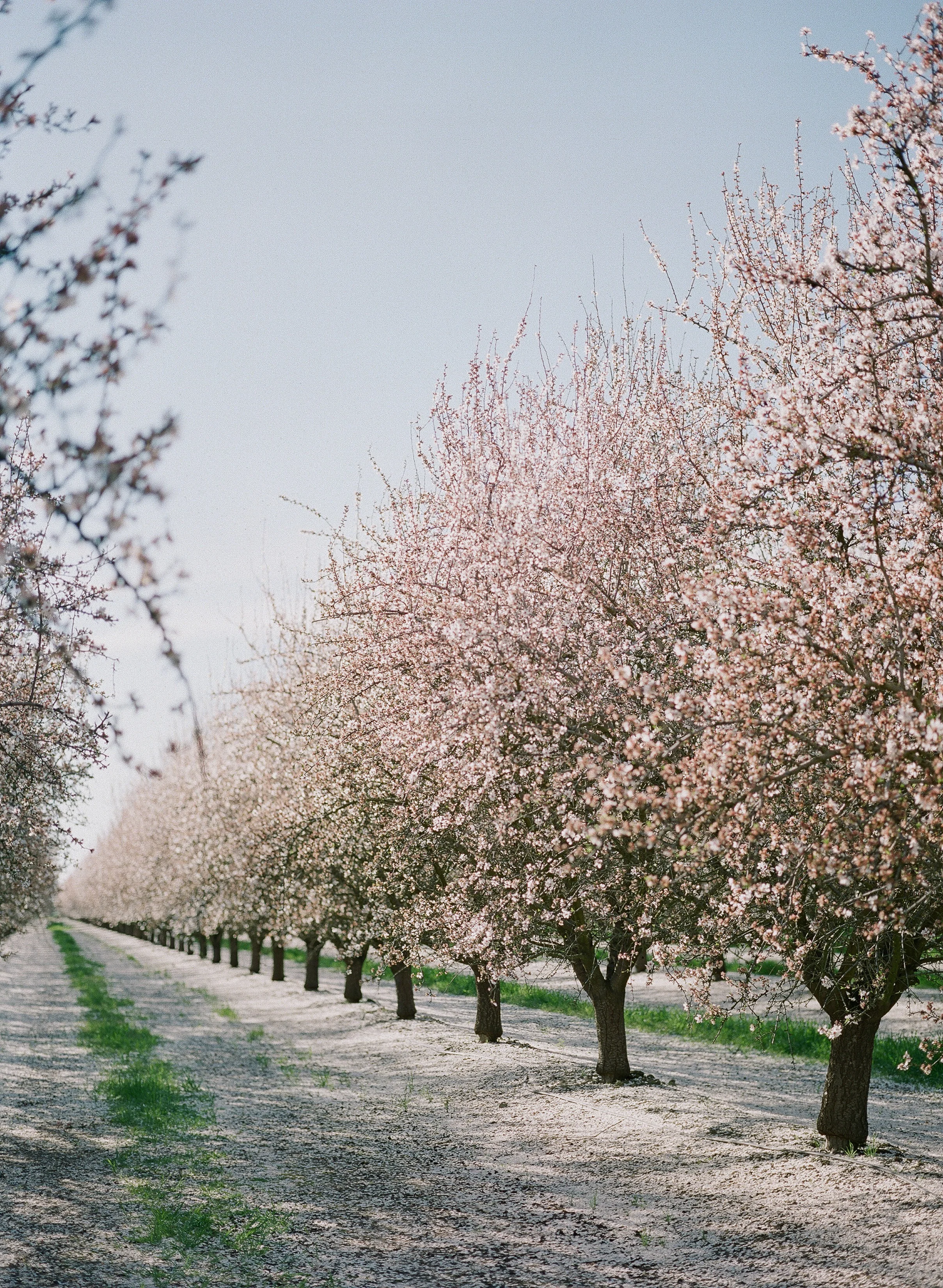 JEREMY CHOU PHOTOGRAPHY - ALMOND BLOSSOM-0067.jpg