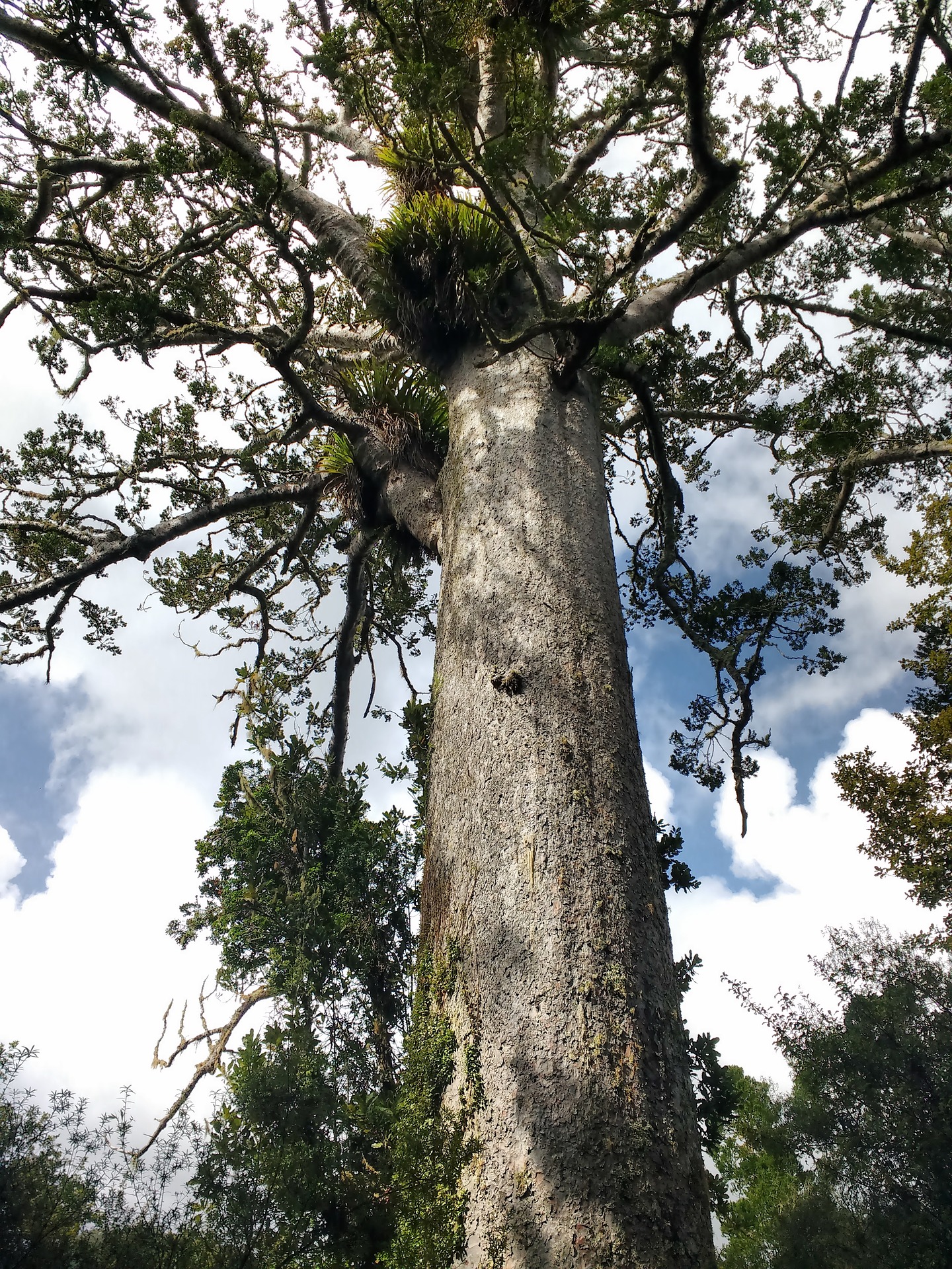 kauri-2248402_1920.jpg