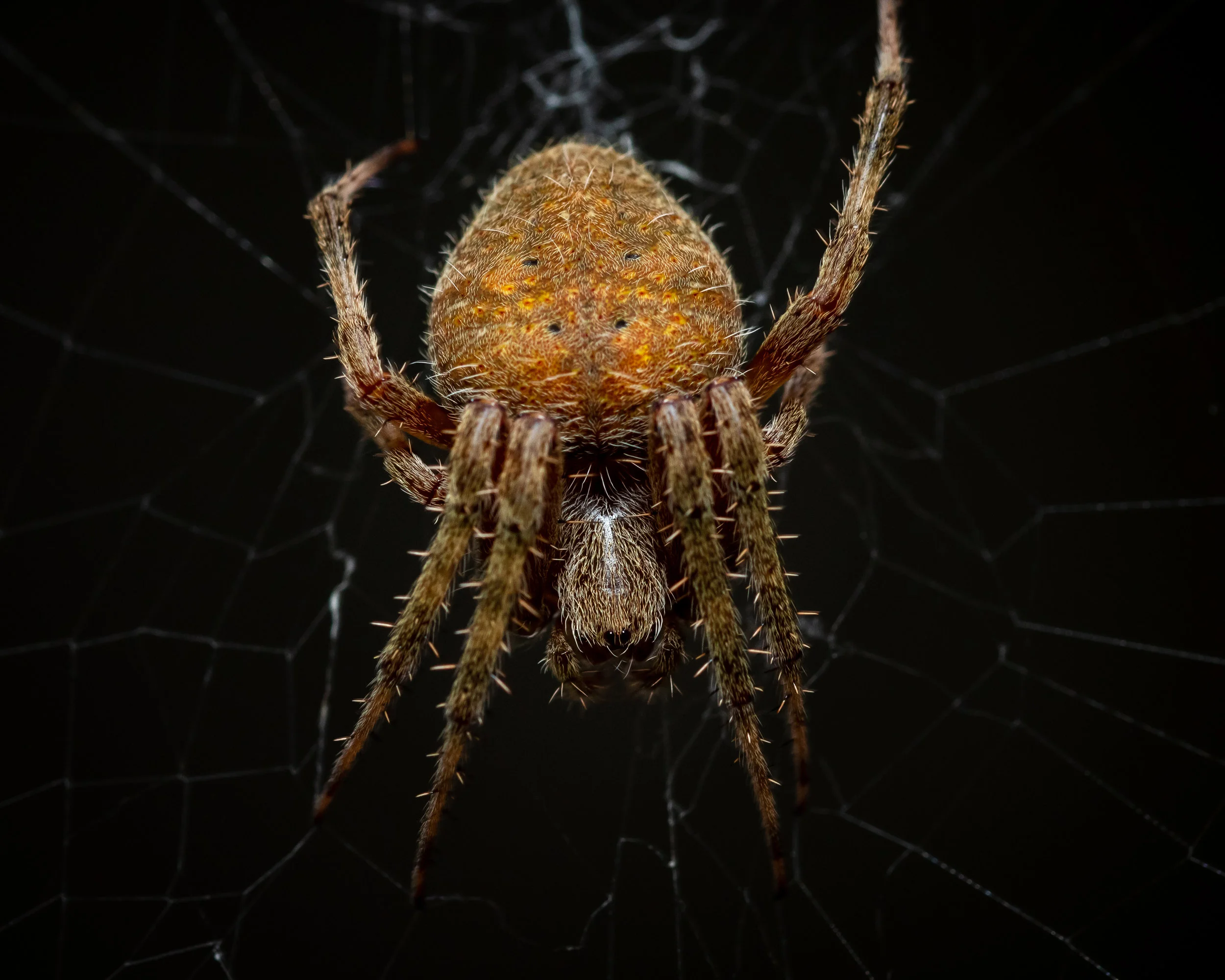 Spotted Orb Weaver, Female