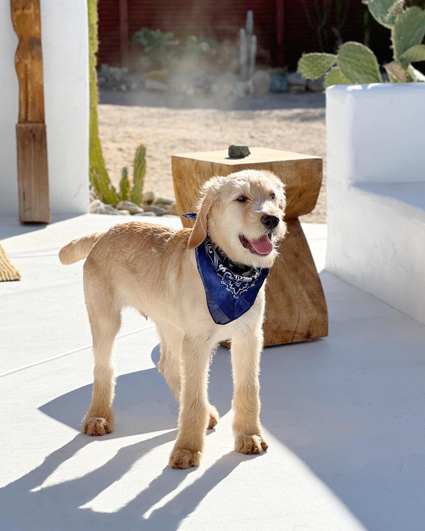 This is BUDDY - he&rsquo;s 4 months old and hasn&rsquo;t really got used to his giant feet yet 🐾 He stole our hearts and we are excited to give him his forever home 💛

BUDDY was rescued by the @humanesocietyofthedesertdogs and we are grateful for a