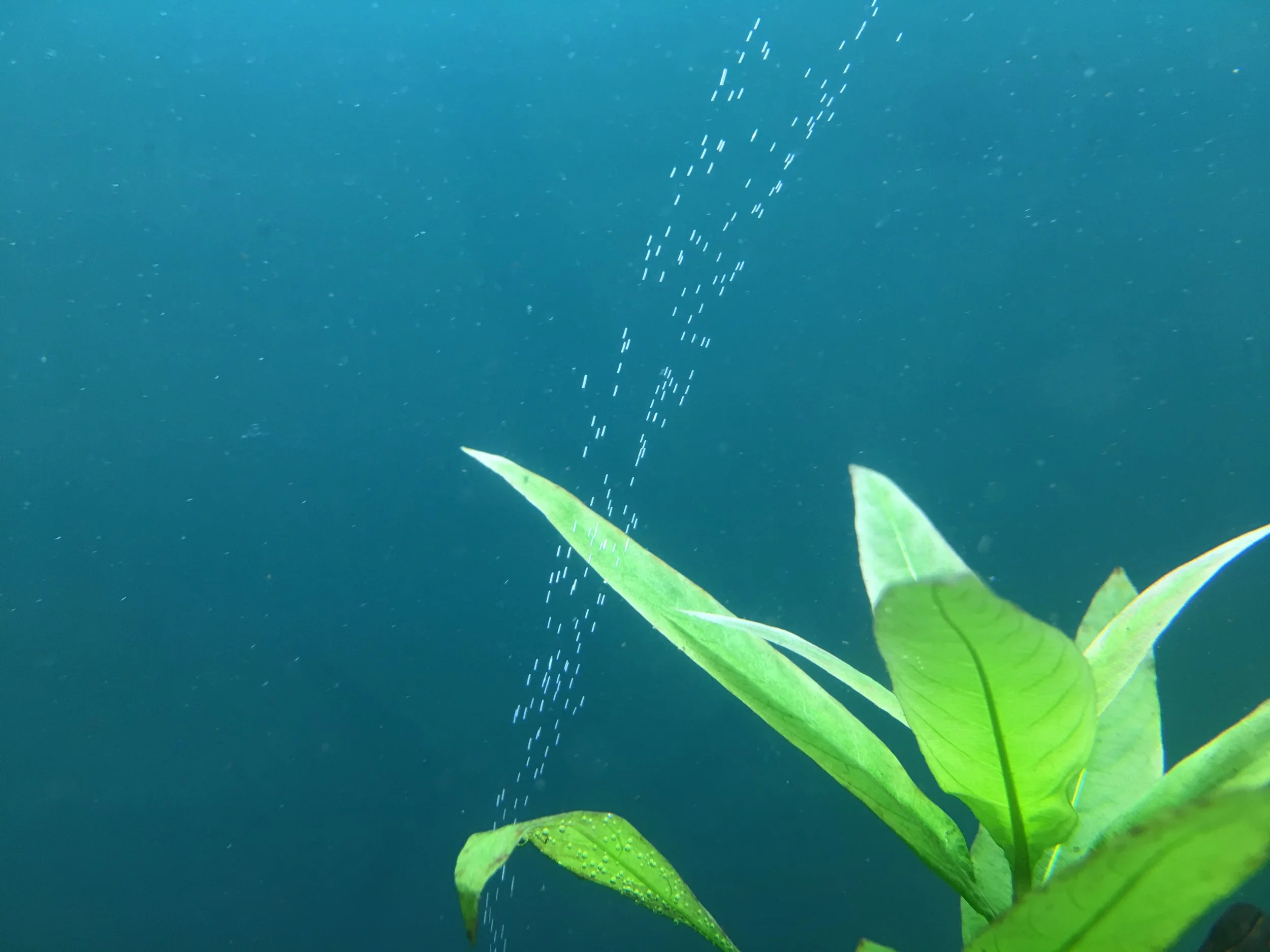 Freshwater — Adelaide Pond & Aquarium Services