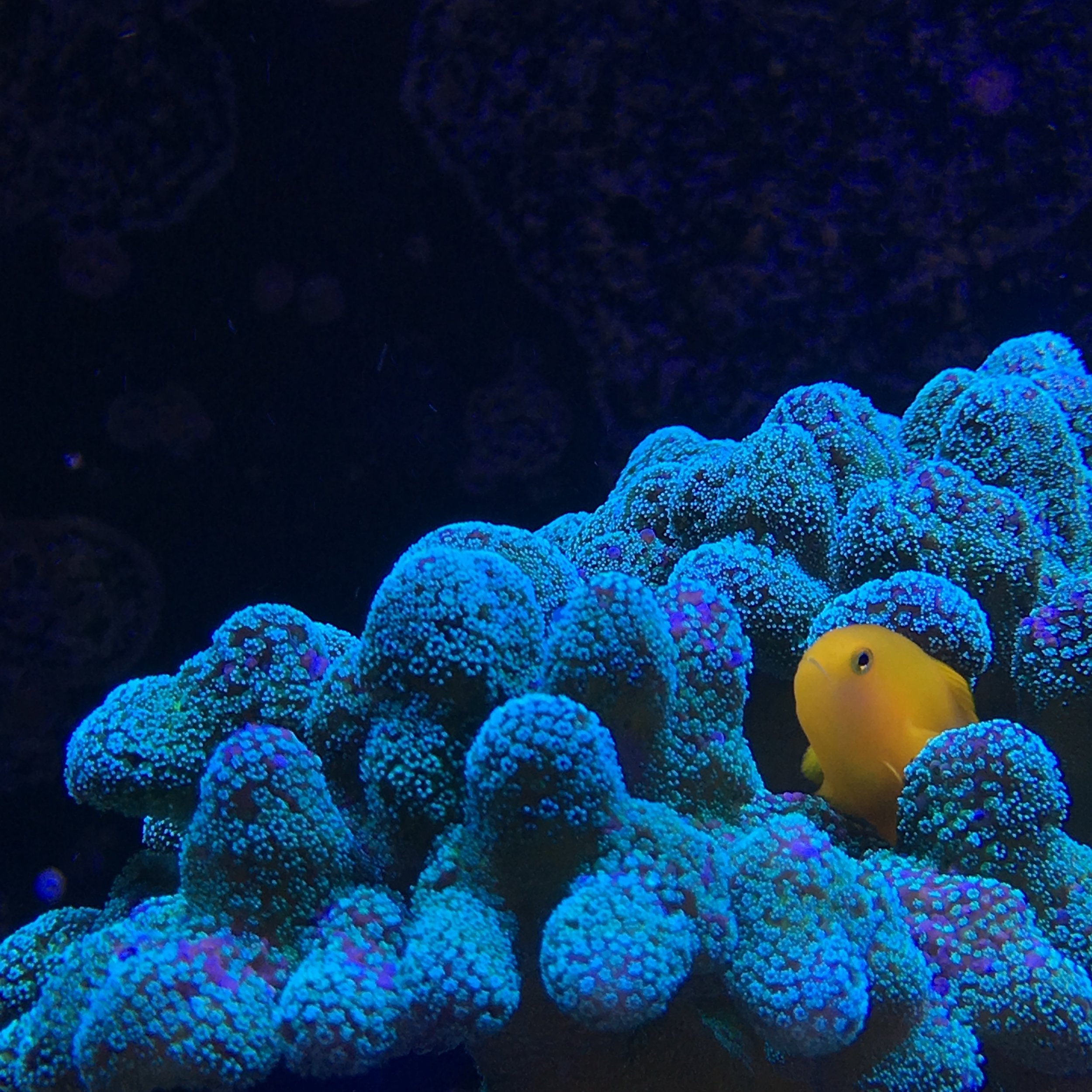 Adelaide Pond & Aquarium Services