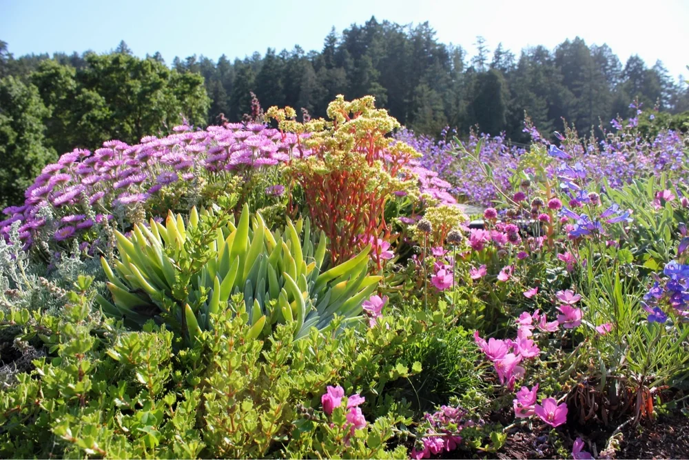 Landscape Design — CALIFORNIA NATIVE LANDSCAPES