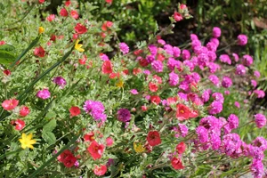 Landscape Design — CALIFORNIA NATIVE LANDSCAPES