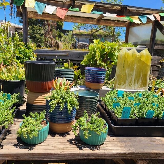 Local artist Tina Fossella&rsquo;s beautiful pottery featured at the nursery. Paired with native succulents they make a unique addition to your home or the perfect ready to-go gift! #supportlocalartists #pottery #nativesucculents #californianativepla