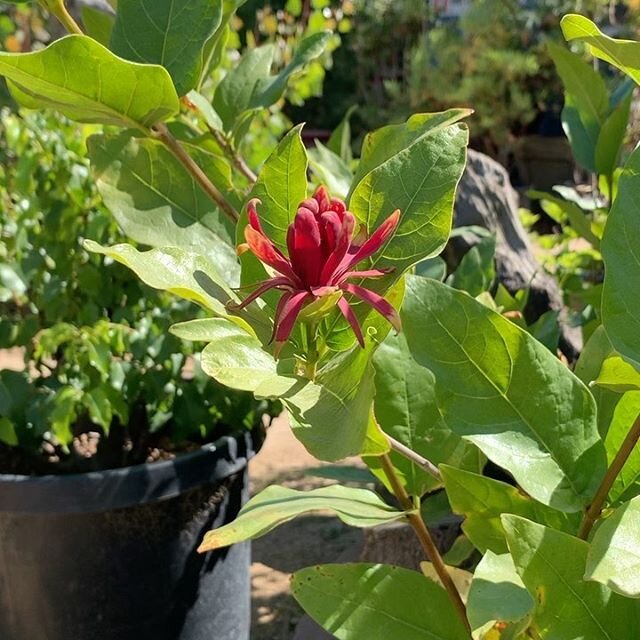 Some hot items you might be missing in your garden this summer; Calycanthus Occidentalis &lsquo;Western Spice Bush&rsquo; , available in 5 gallon &amp; Oenothera Elata &lsquo;Evening Primrose&rsquo; , organically grown at CNL available in 1 gallon. A