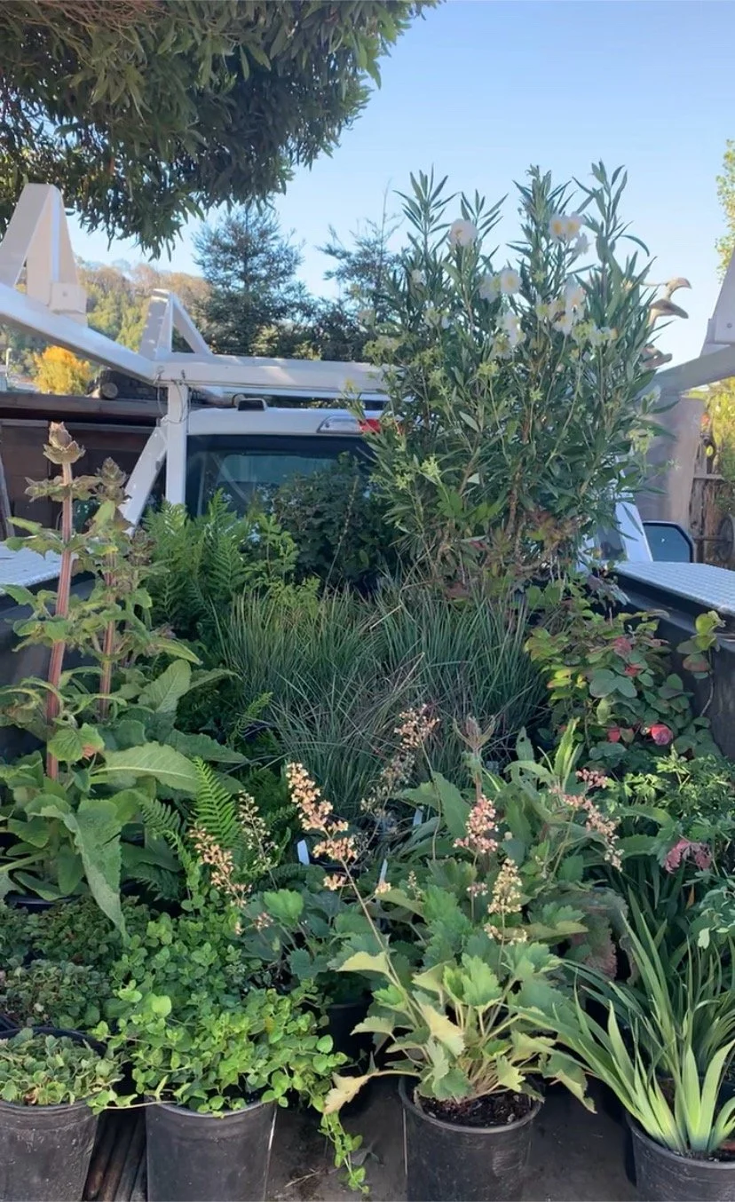 Landscape Design — CALIFORNIA NATIVE LANDSCAPES