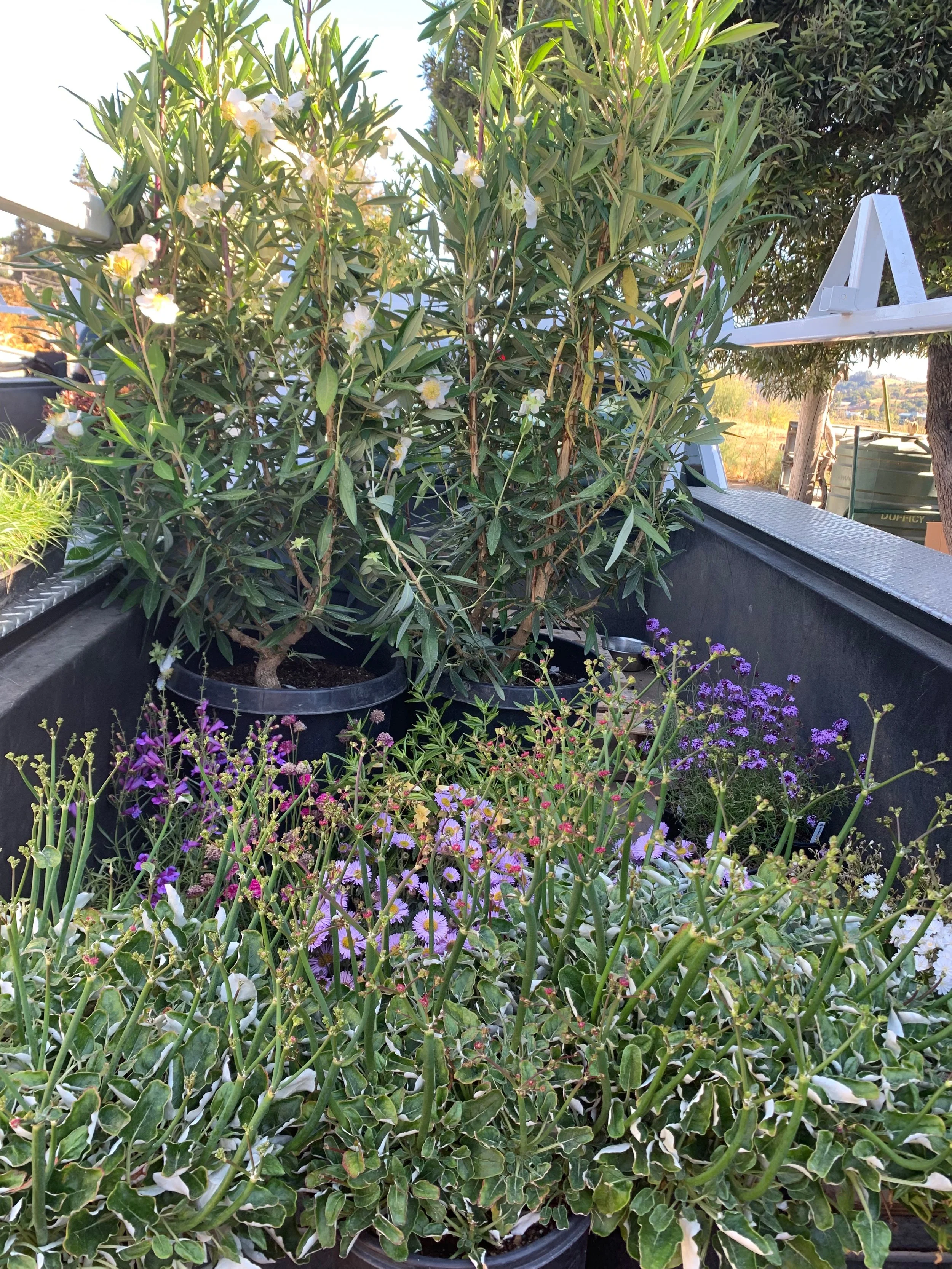 Landscape Design — CALIFORNIA NATIVE LANDSCAPES