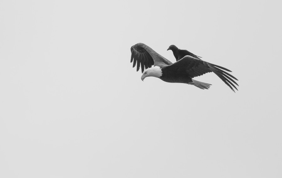 crow on eagles back.jpg