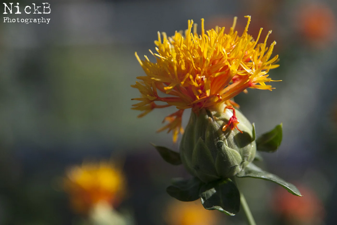 Rock 'n' Roll Flowers