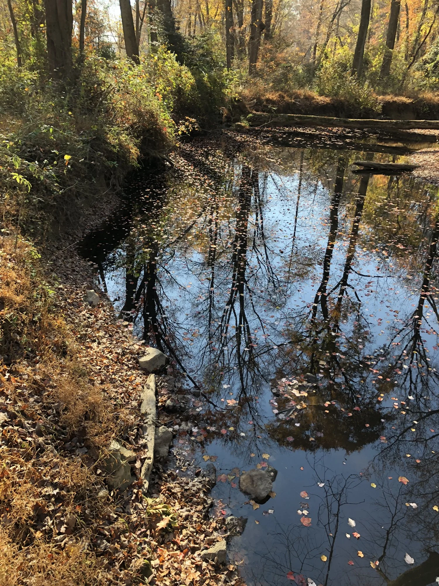 fairfax-2023-lake-royal-pond-IMG_1099-1500.jpg