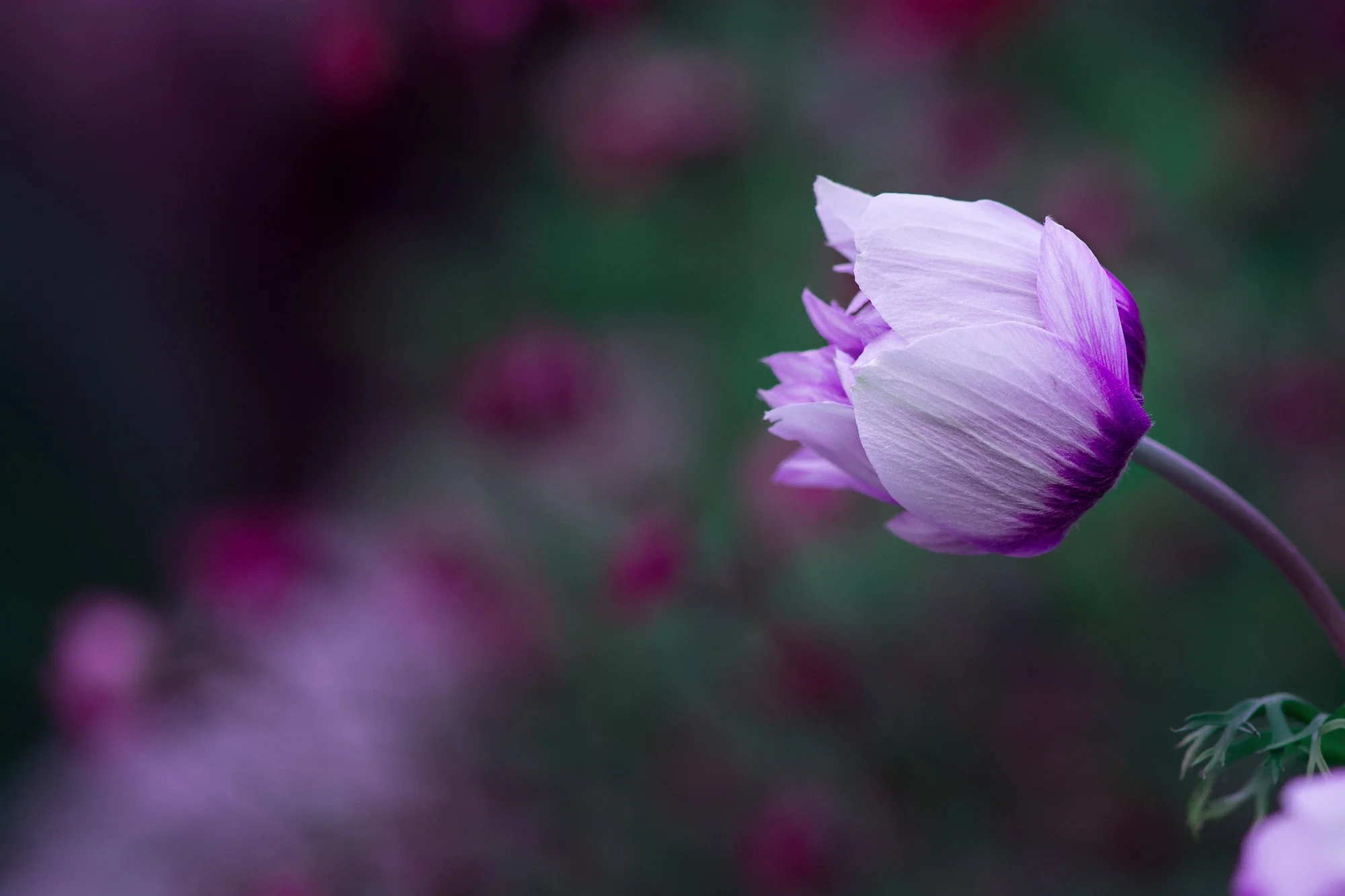 bloom-blossom-flora-158248(2).jpg