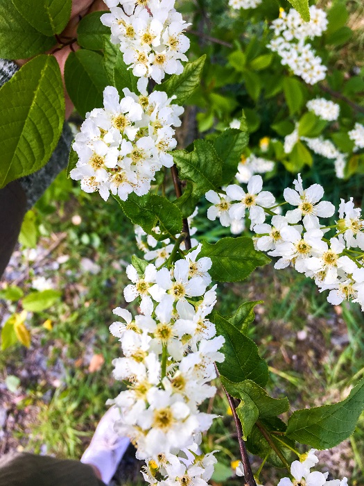 flowers, mindfulness, meditation.jpg