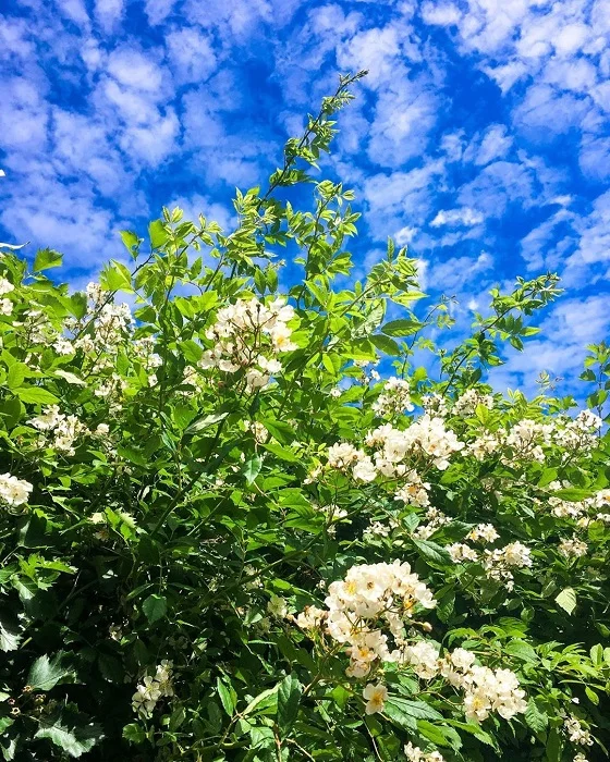7.3.19.jpg